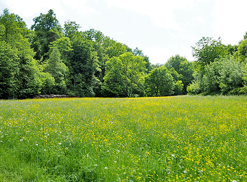 Landschaft vor Frickenhausen