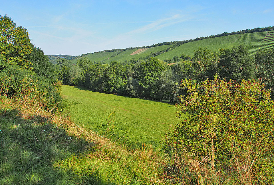 Weinberge bei Tauberzell