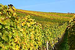 Vinothek Becksteiner WeinWelt