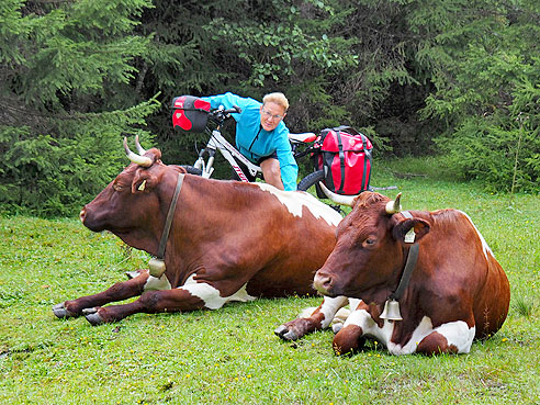 Streicheleinheiten für freundliche Rinder