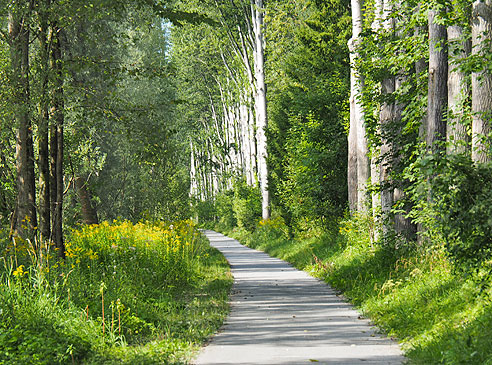 Schöner Alleenweg