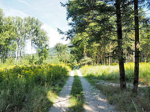 Radweg im Wald