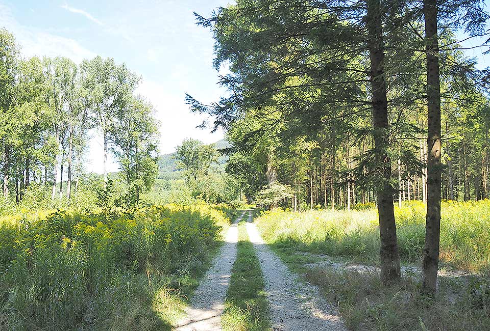 Radweg im Wald