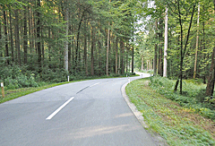 Leicht bergab im Wald