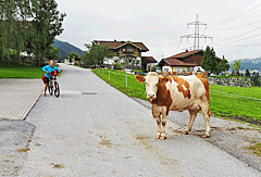 Ausgebüchste Kuh