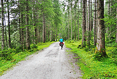 Im Wald geht es bergab