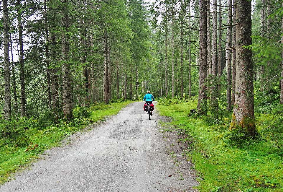 Im Wald geht es bergab