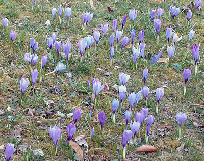 Krokusblüte bei der Burg Zavelstein