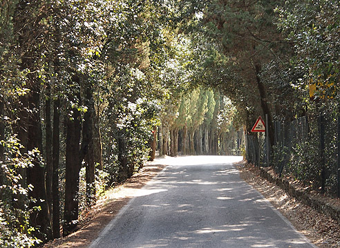 Zypressenwaldchen an der SP55