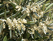Olivenblüten
