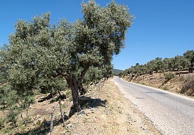 Radfahren in der Türkei: Zahlreiche Olivenhaine am Weg