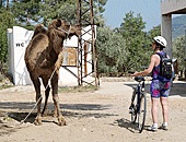 Ein Kamel für Turis