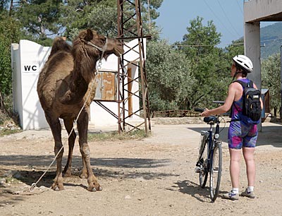 Radfahren in der Türkei: Ein Kamel für Turis