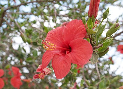 Radfahren in der Türkei: Hibiskussträucher am Weg