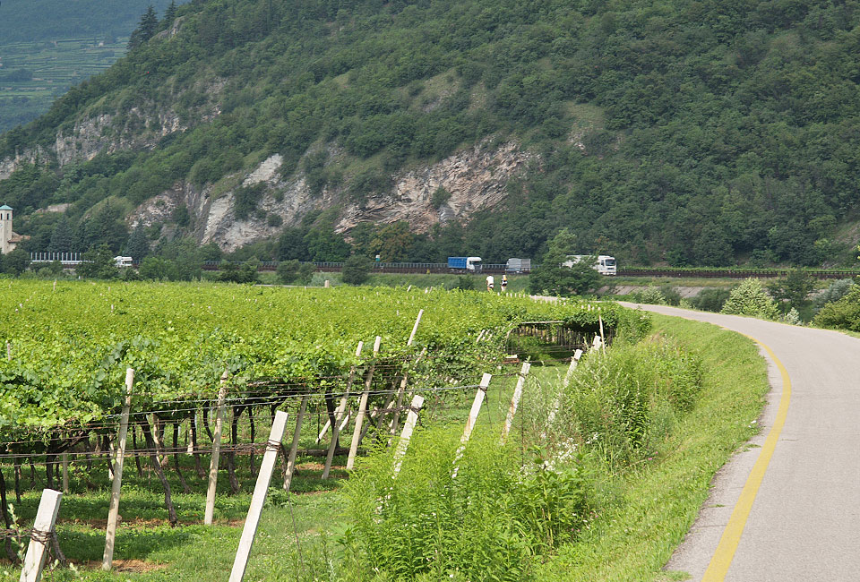 Weinreben bei Volano