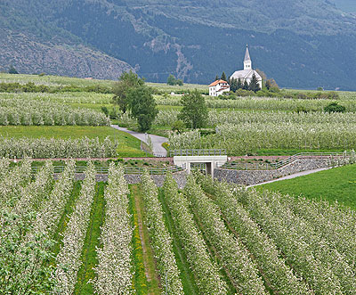 In der Apfelbütenzeit