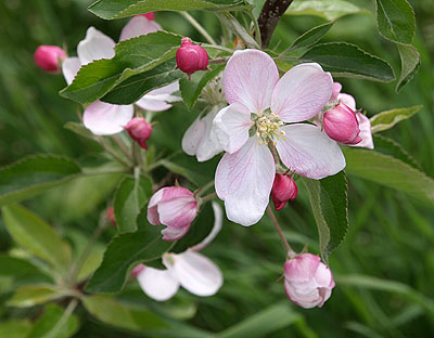 Im Frühjahr blüht alles