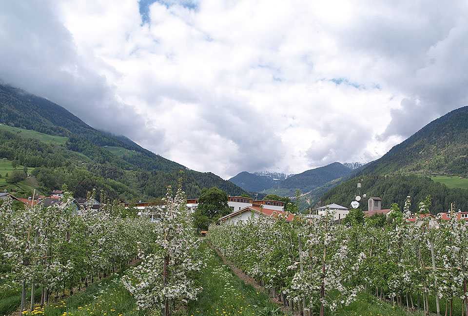 Apfelblüten am Stilser Joch