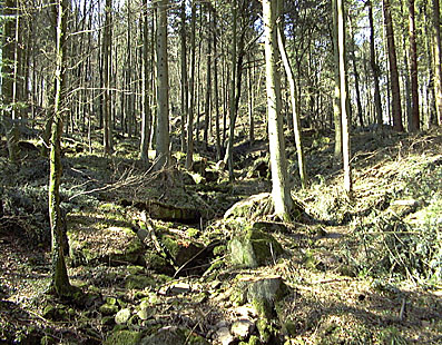 Würmtalradweg: naturbelassene Wälder