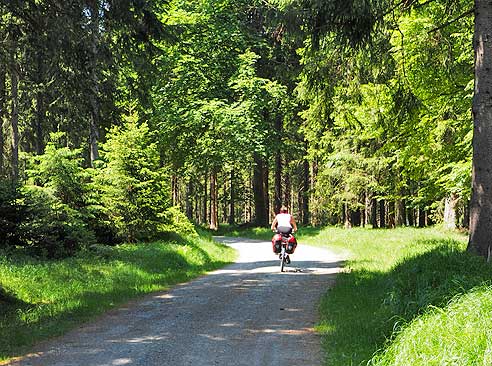 Radweg durch den Wald