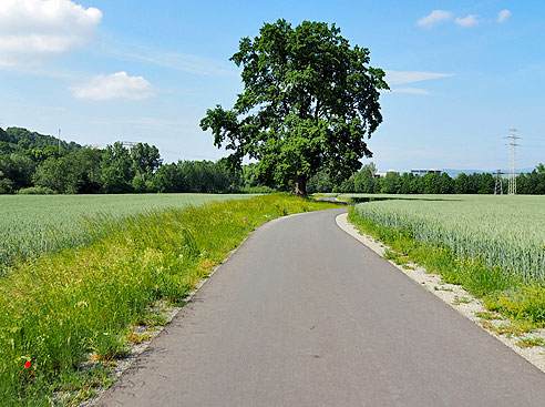 
Neuer Radweg in Schwallungen