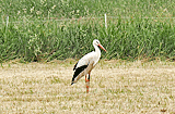 Störche im Naturschutzgebiet