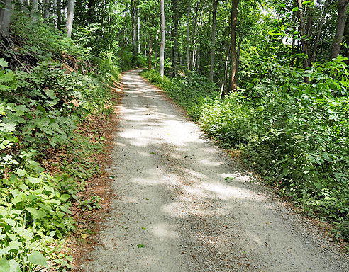 Mineralischer Waldweg