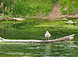 Enten in der Werra