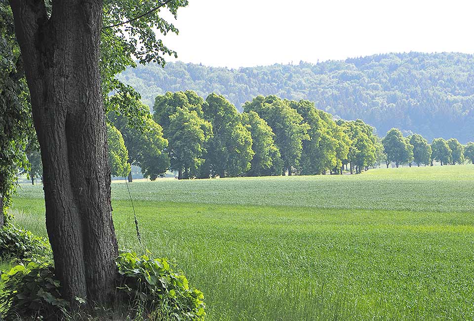 Allee nach Bockstadt