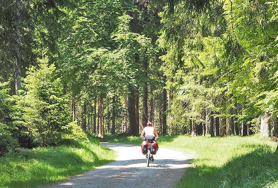 Radweg durch den Wald