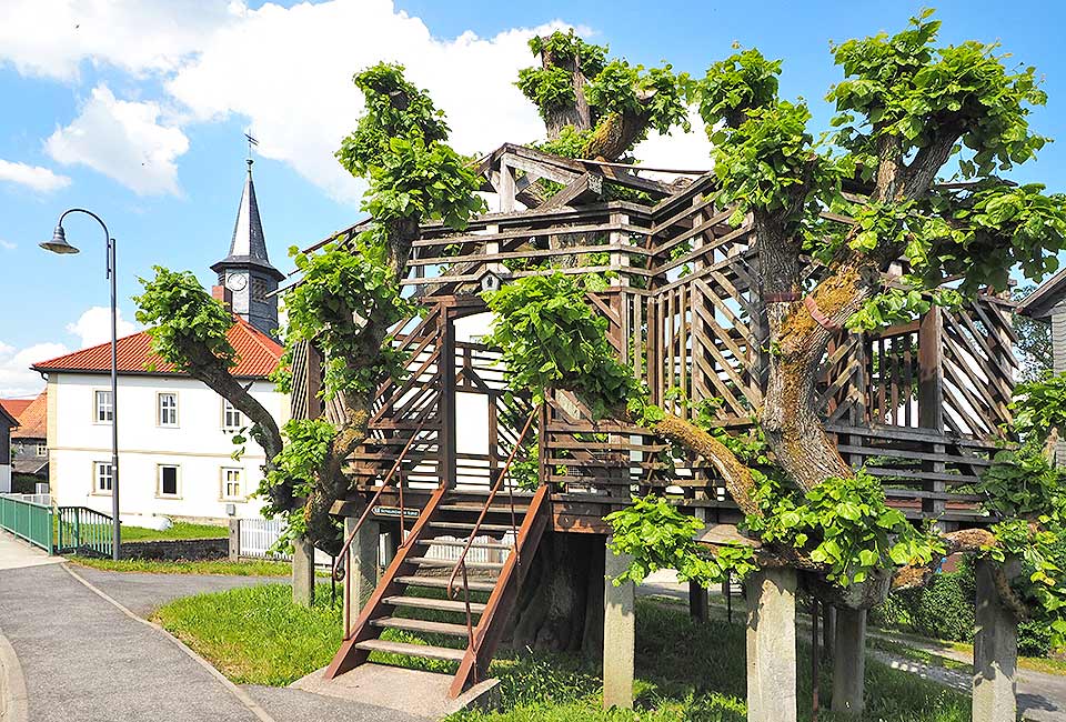 Tanzlinde in Sachsenbrunn Tanzlinde in Sachsenbrunn