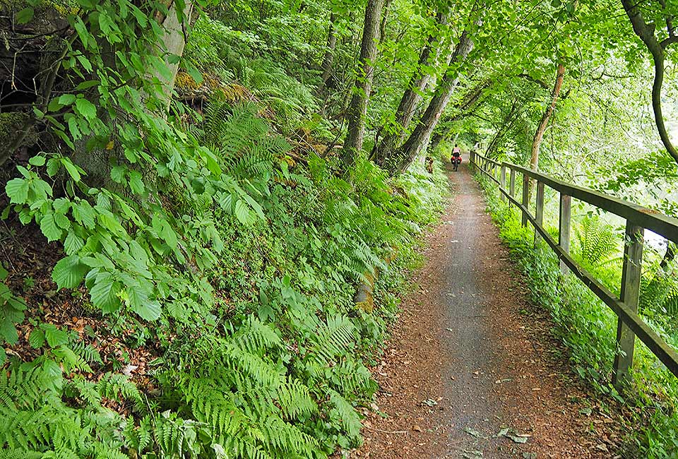 Waldweg nach Hann. Münden