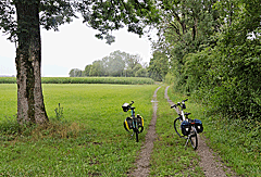 Lichtung