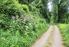 Naturnaher Radweg