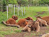 Schottische Highländer an der Weser