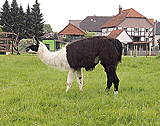 Hier grasen Lamas