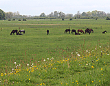 Pferdeweiden