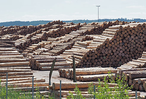 Riesiger Holzlagerplatz bei Wildburgstetten