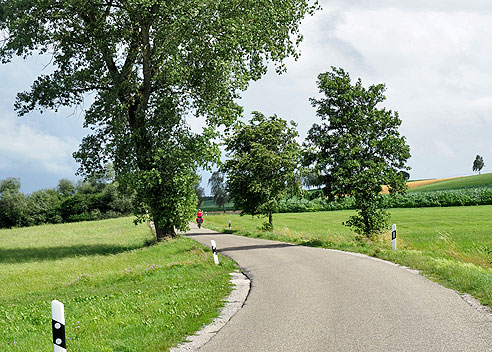 Radweg in Baumallee