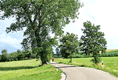 Radweg in Baumallee