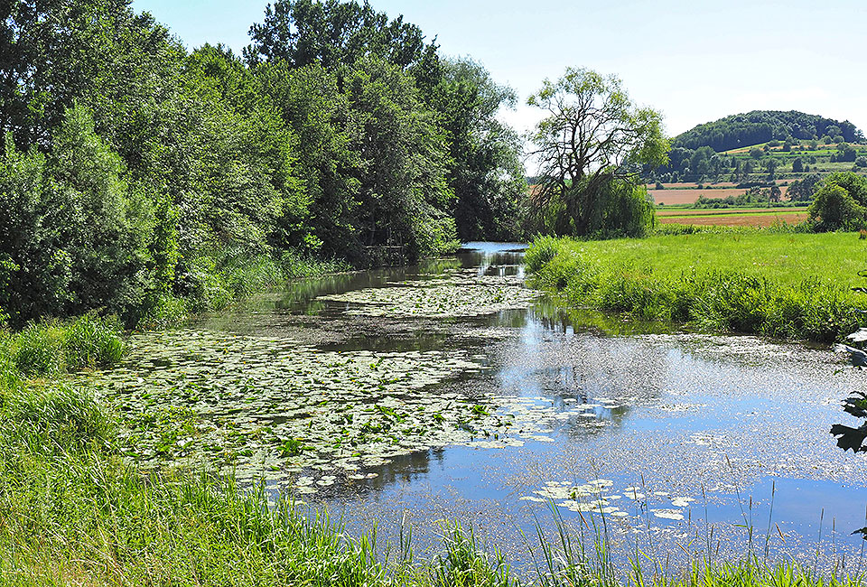 Altarme der Woernitz bei Rudelstetten