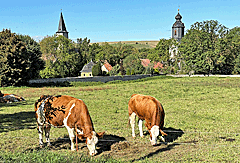 Weide vor Oberroßla