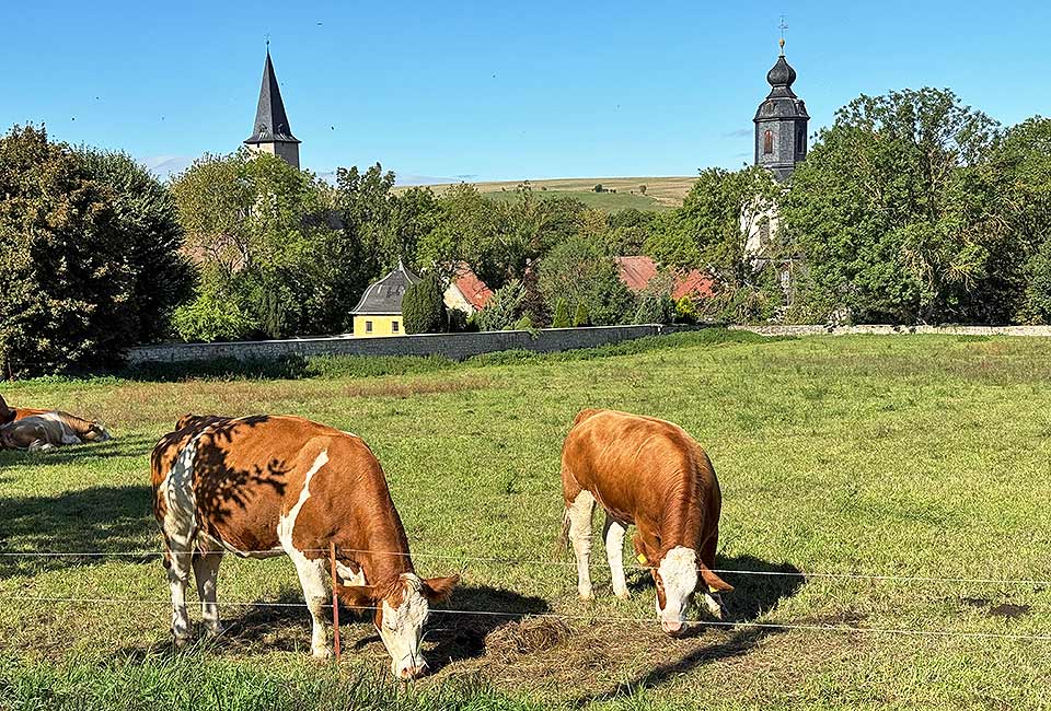 Weide vor Oberroßla