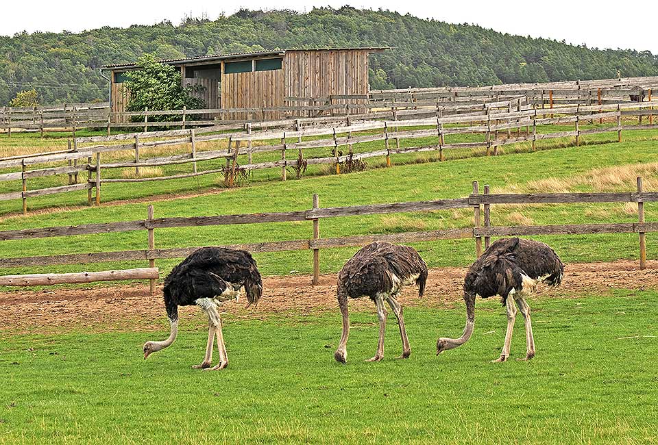 Straußenfarm