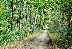 Schöner Waldweg