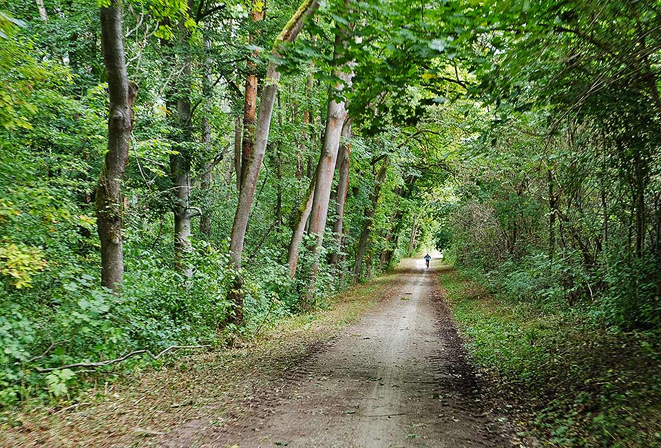 Schöner Waldweg