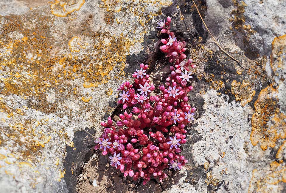 Auf dem kargen Felsboden blühen die Pflanzen noch farbenprächtiger