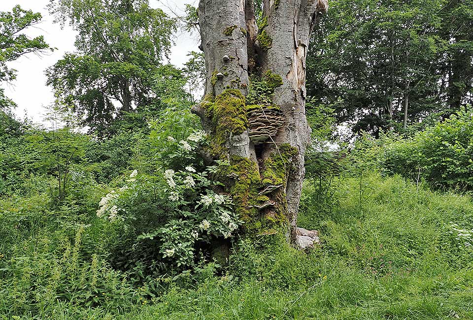 Radweg durchs Bioshärengebiet