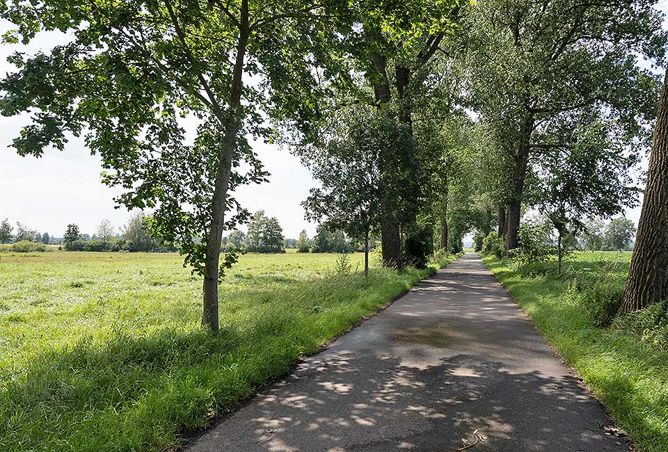 Radweg durch die Donauauen Radweg durch die Donauauen