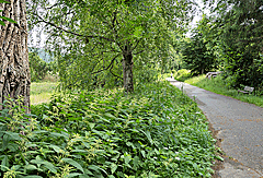 Idyllischer Weg
